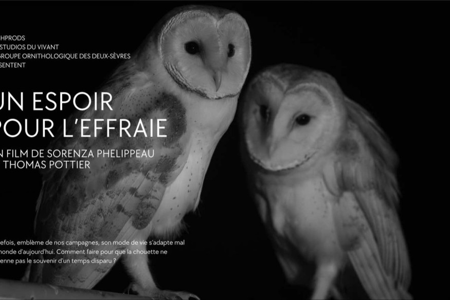 Un documentaire sur la Chouette Effraie dans les Deux-Sèvres en financement